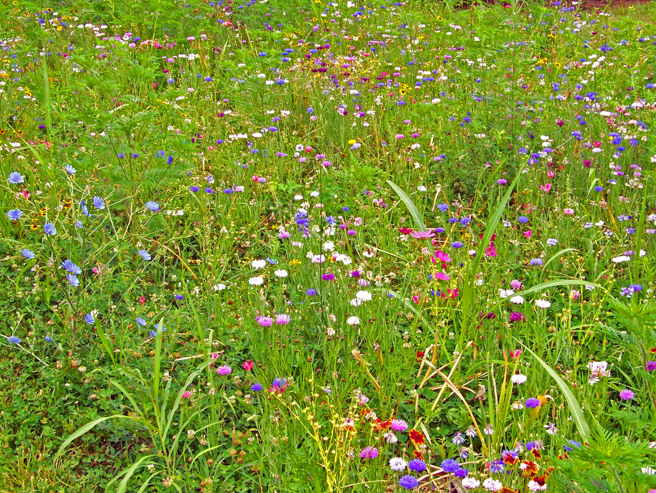 wildflowers weeds field free photo