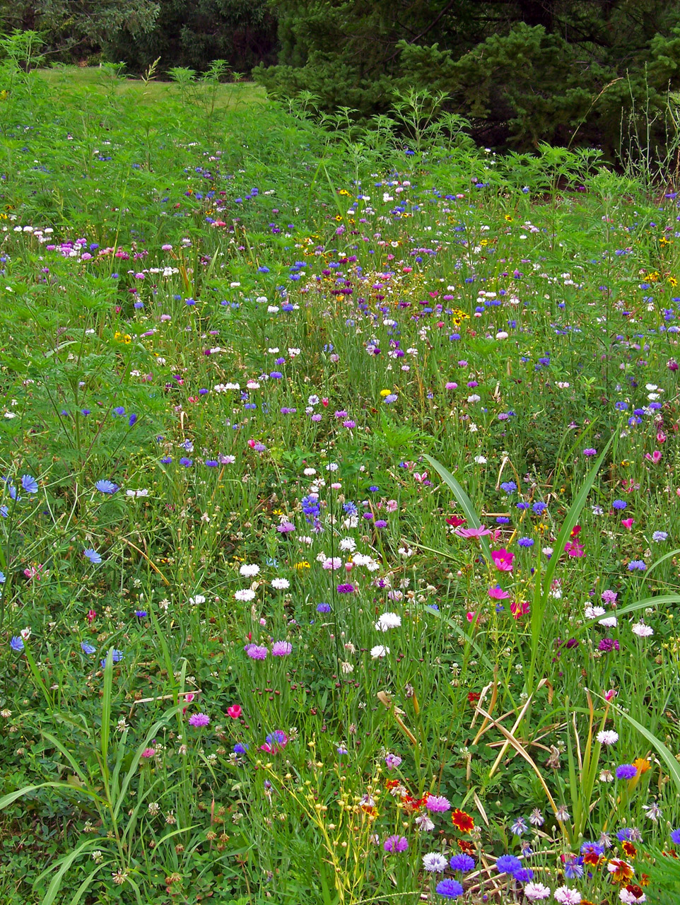 wildflowers weeds field free photo