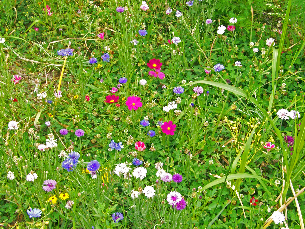 wildflowers weeds field free photo