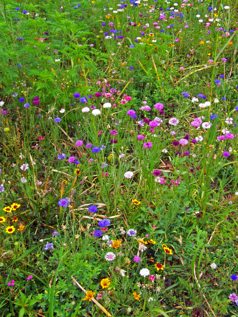 wildflowers weeds field free photo