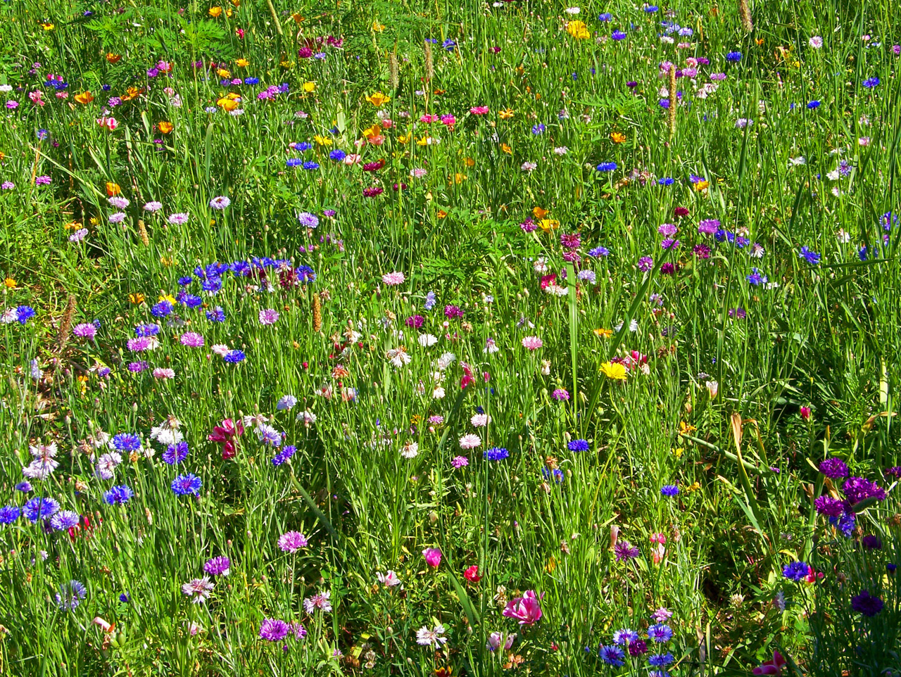 wildflowers weeds field free photo