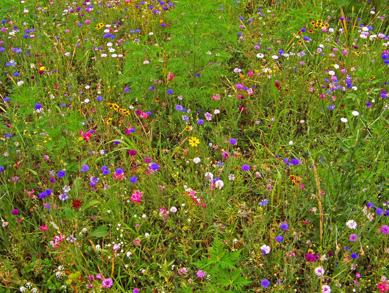 wildflowers weeds field free photo