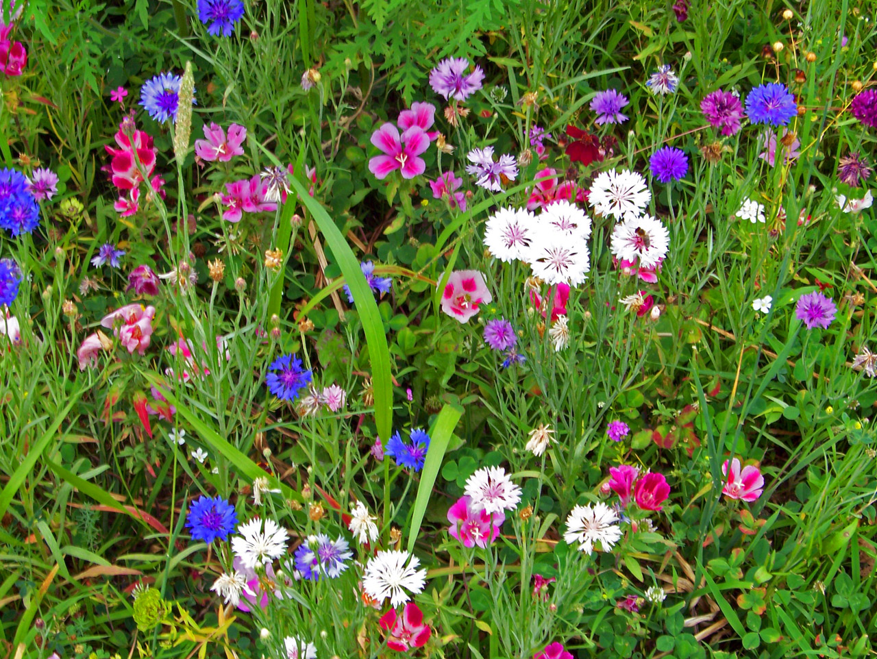 wildflowers weeds field free photo