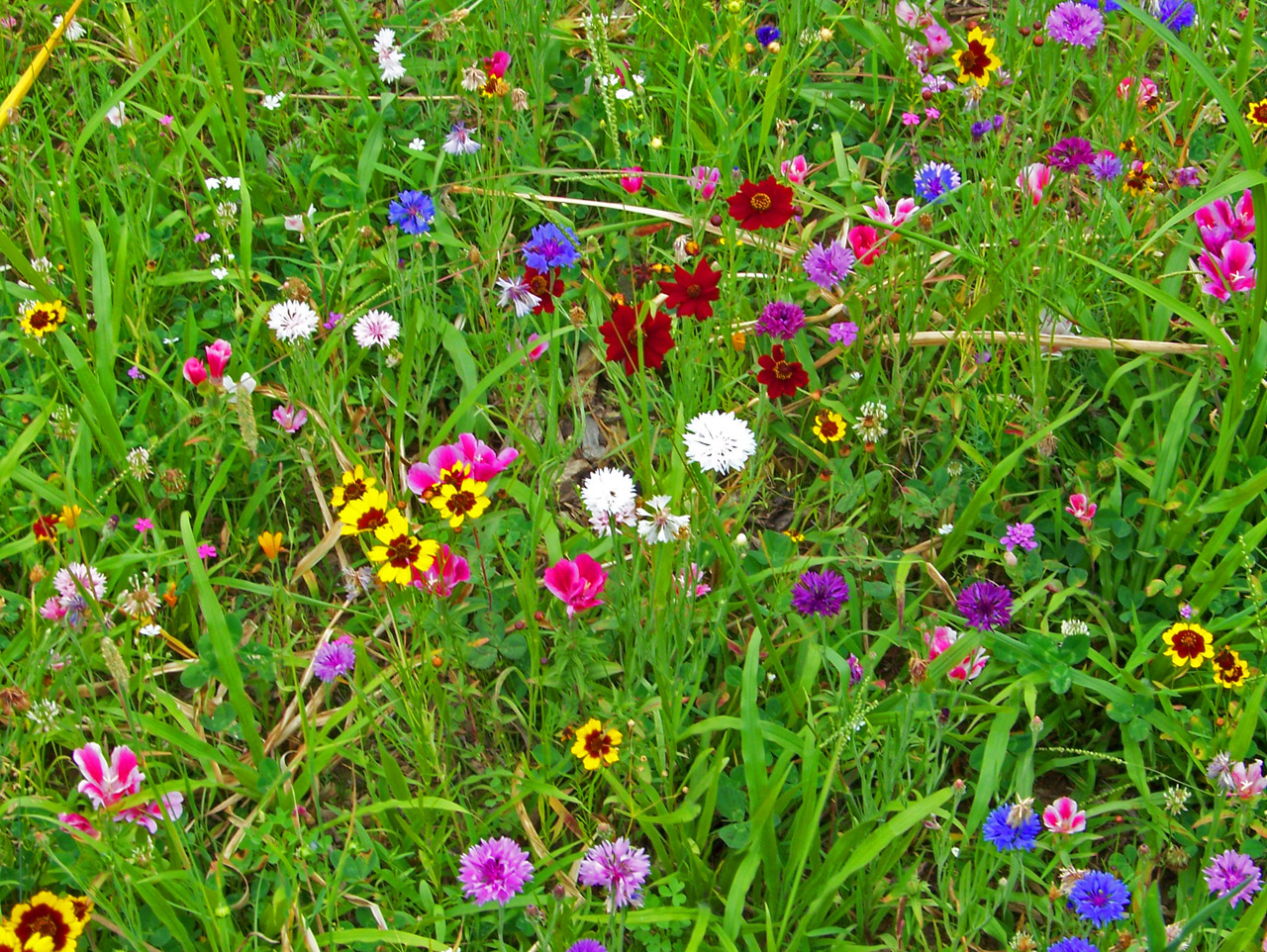 wildflowers weeds field free photo