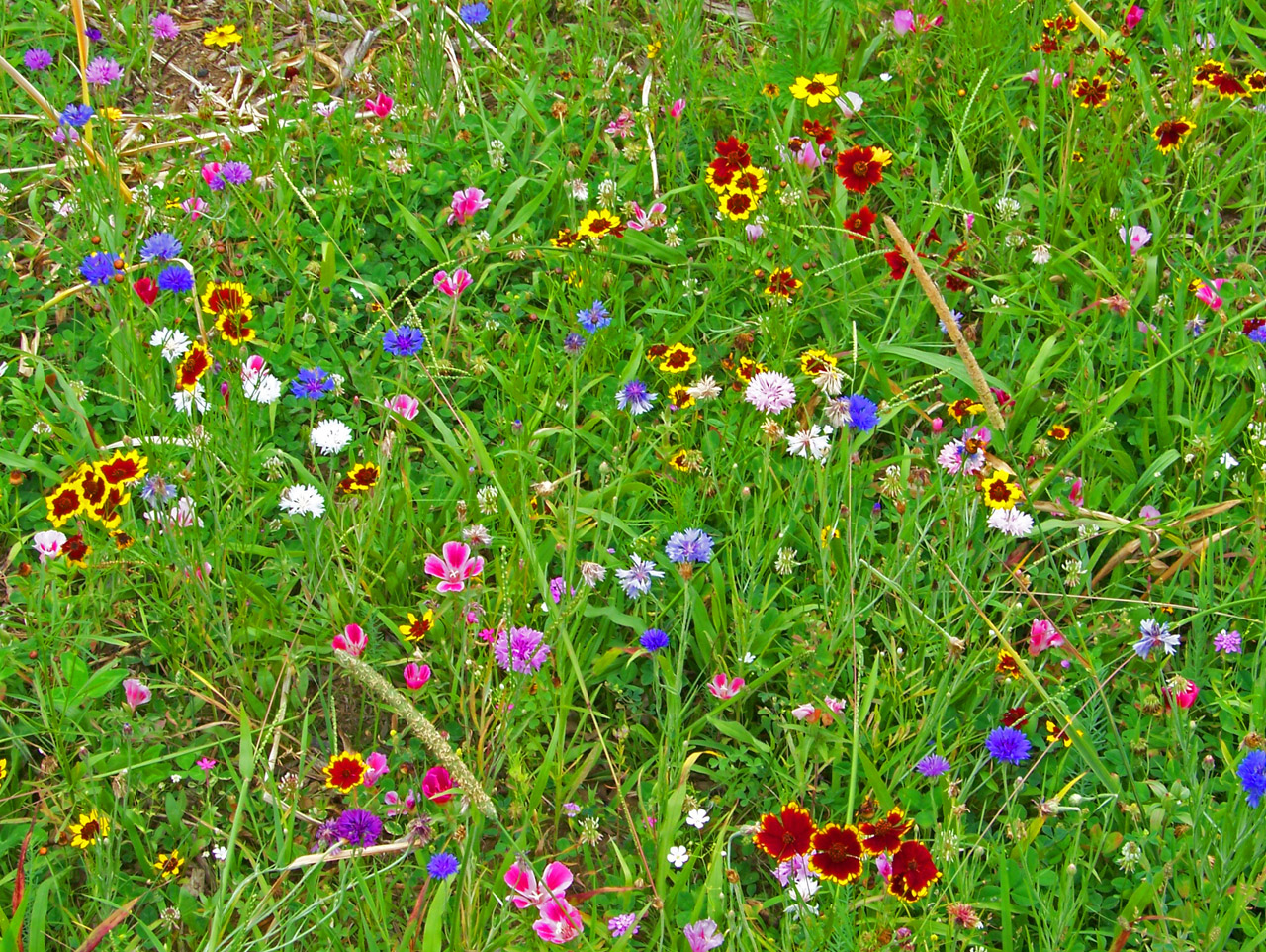 wildflowers weeds field free photo