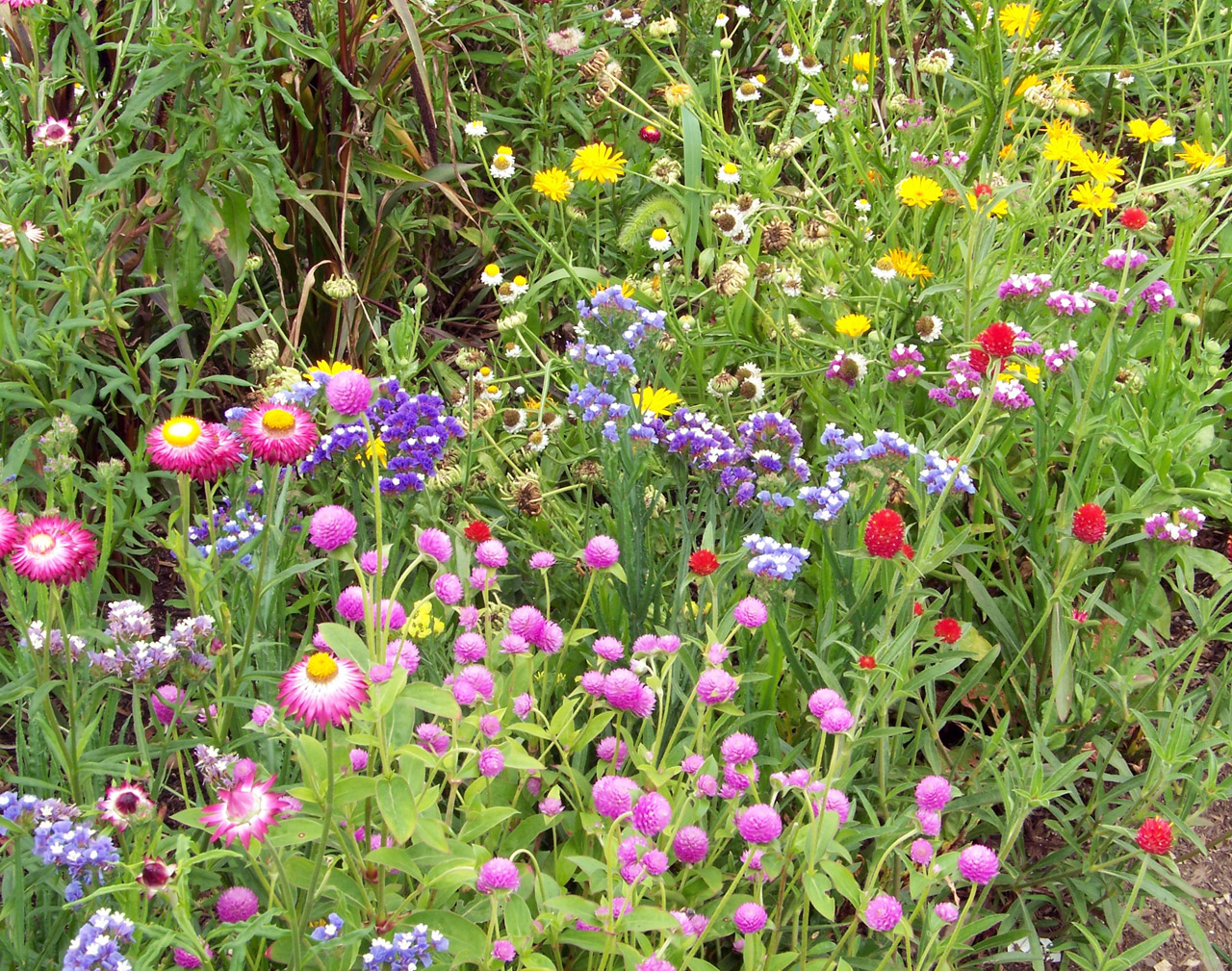 wildflowers weeds field free photo