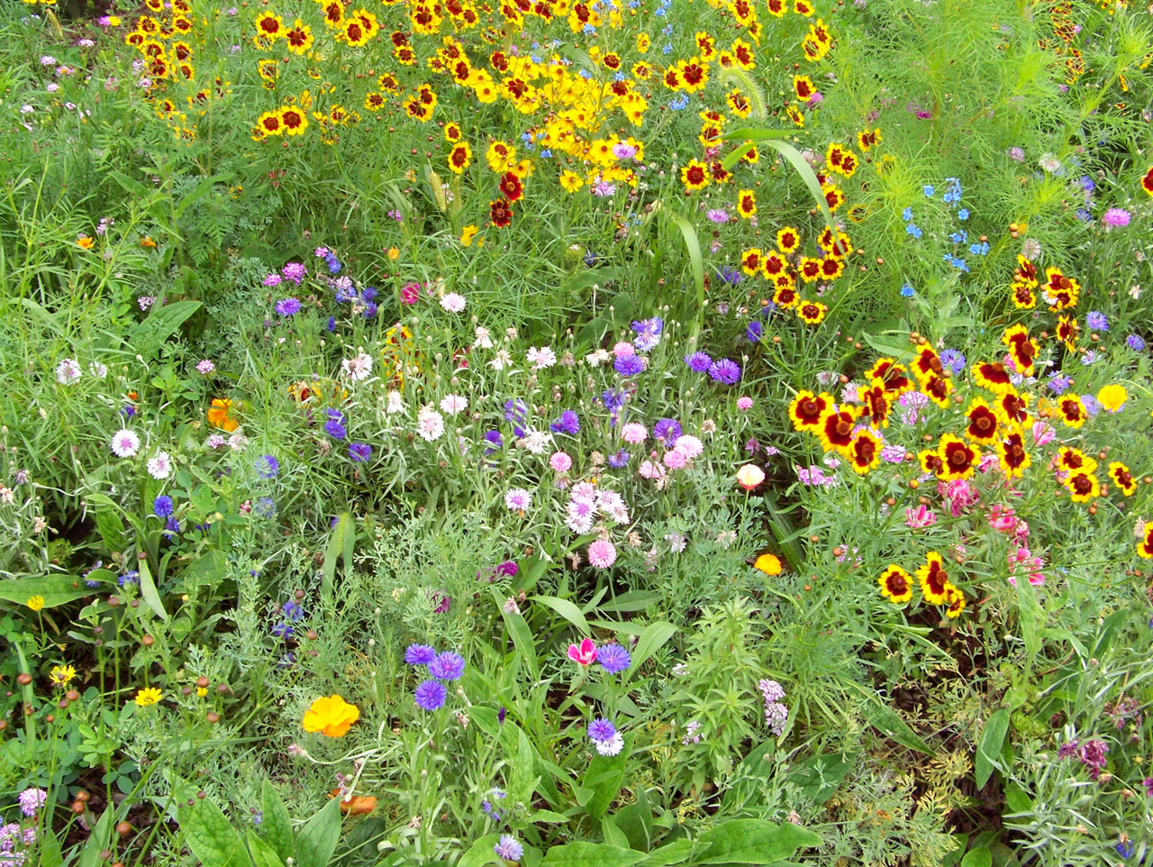 wildflowers weeds field free photo