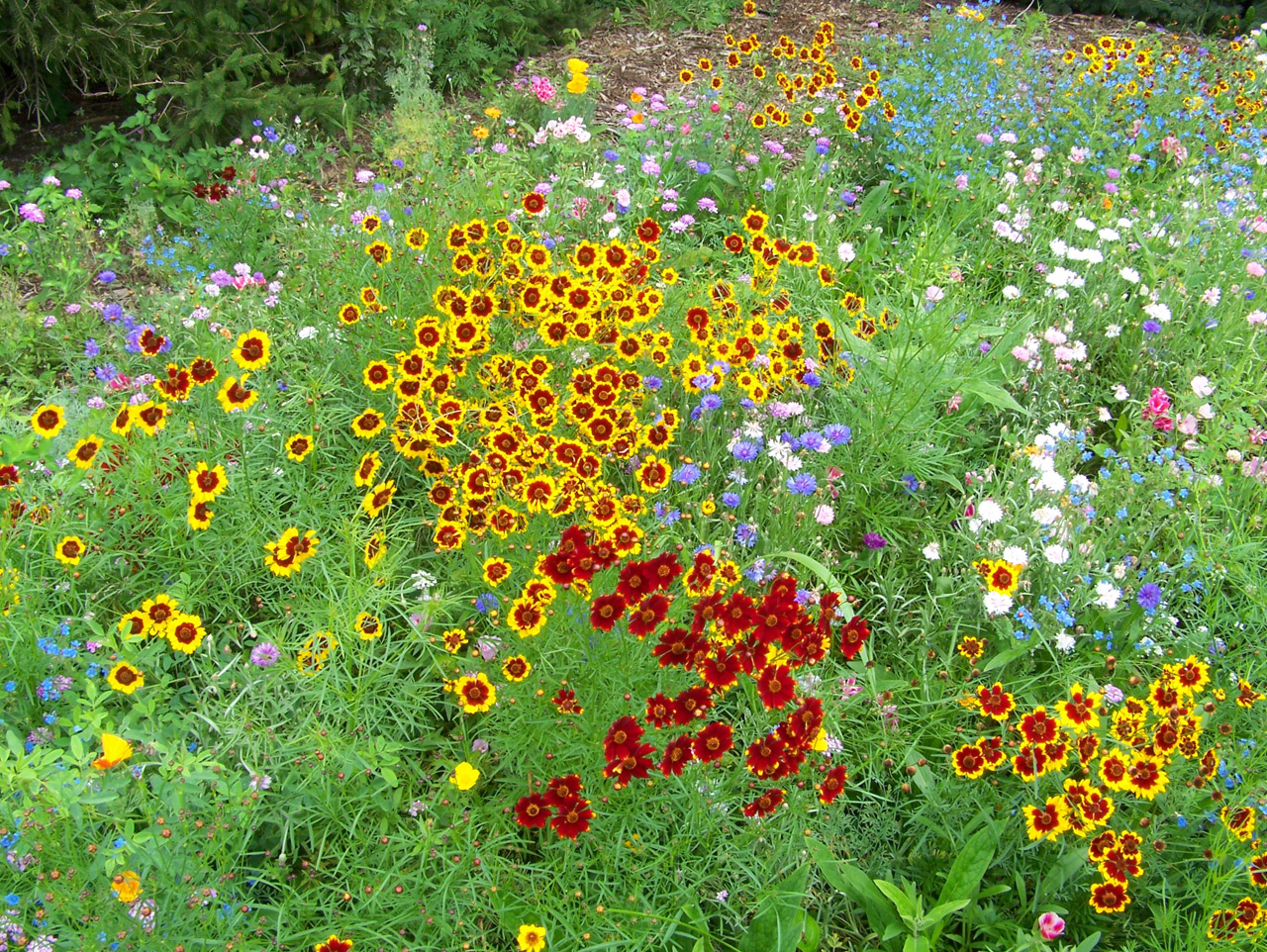 wildflowers weeds field free photo