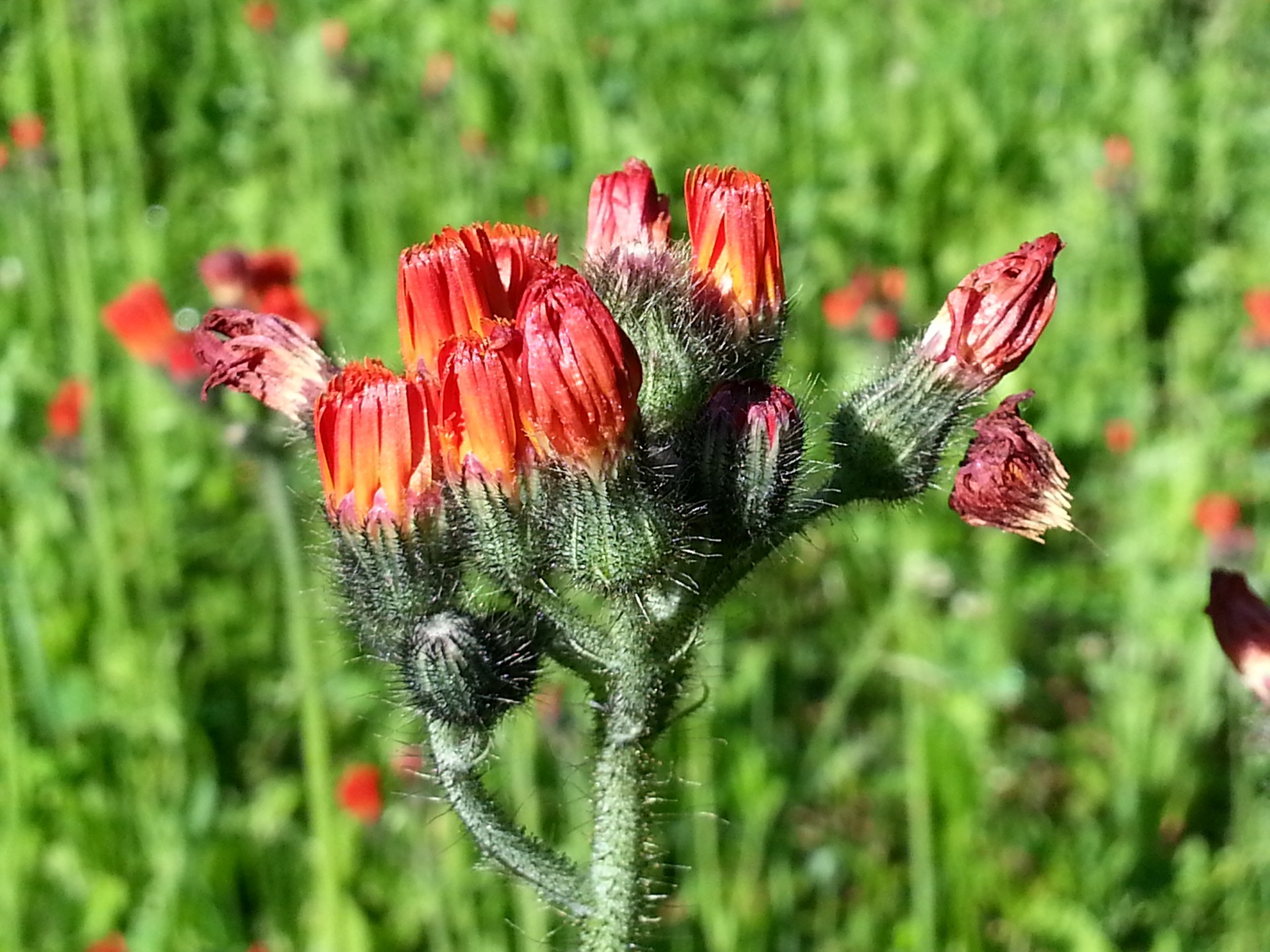 flowers flower garden free photo