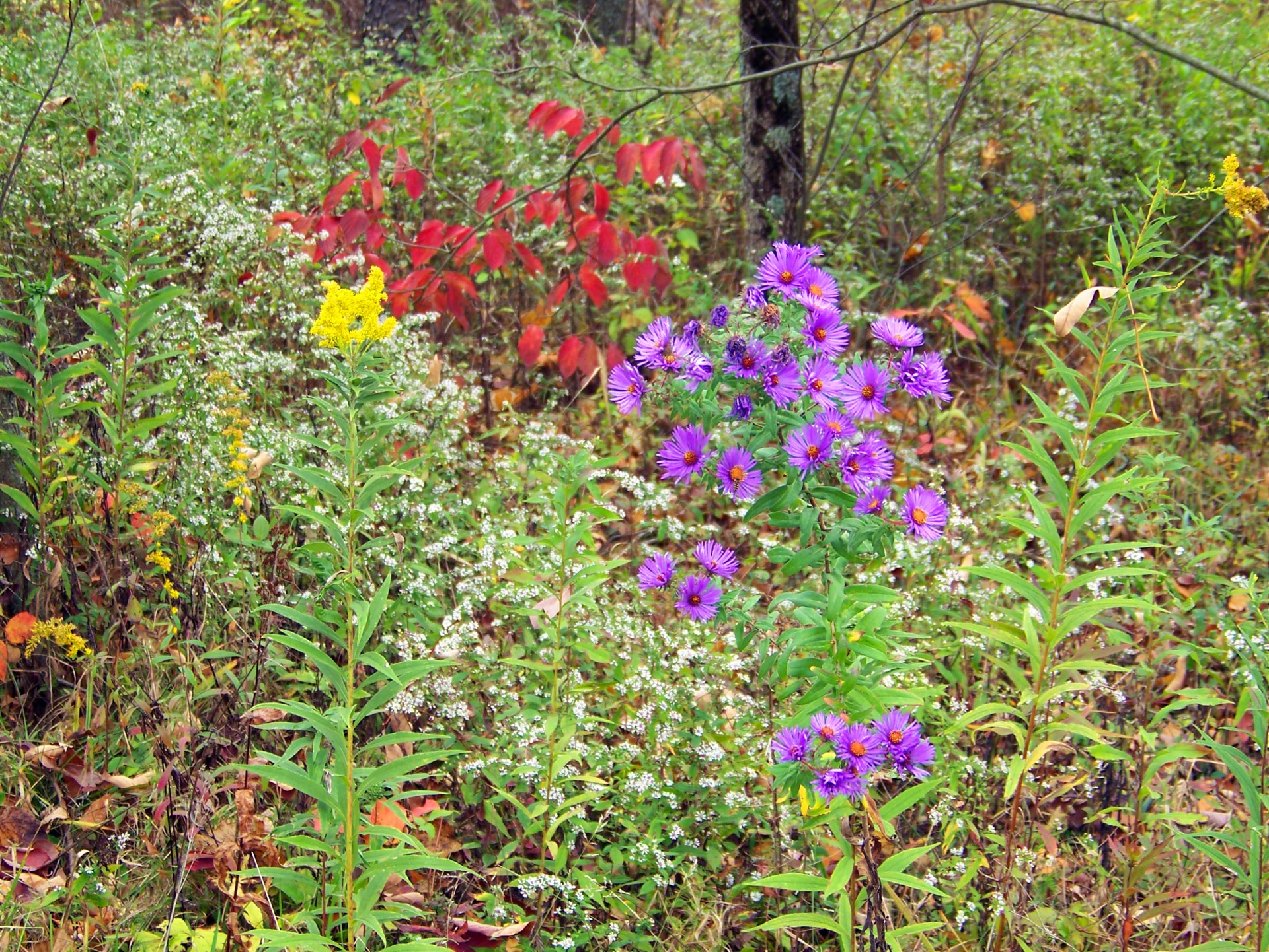 wildflowers flowers weeds free photo