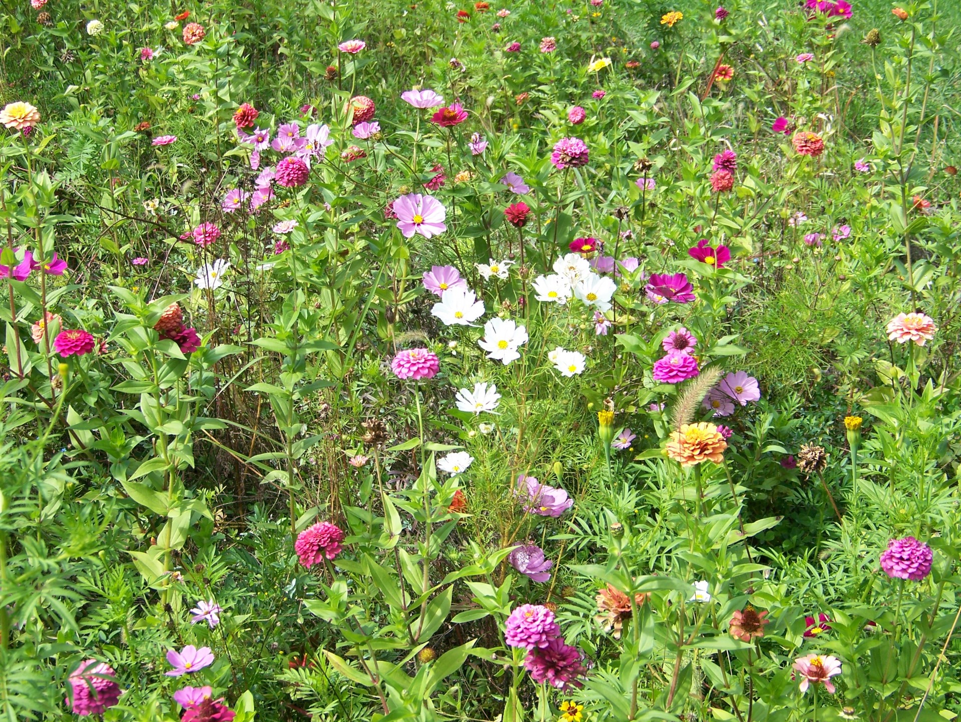 wildflowers flowers weeds free photo