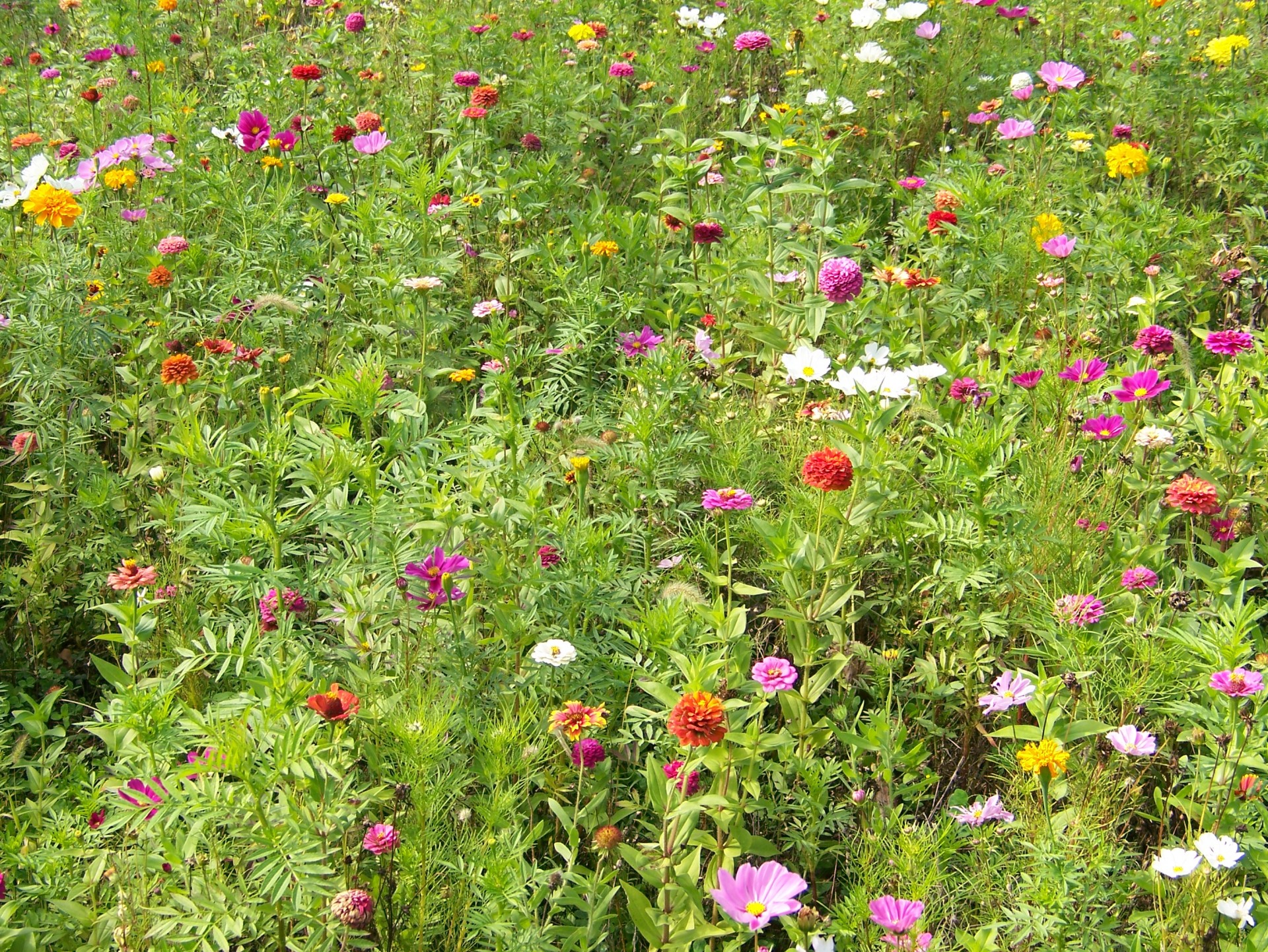 wildflowers flowers weeds free photo