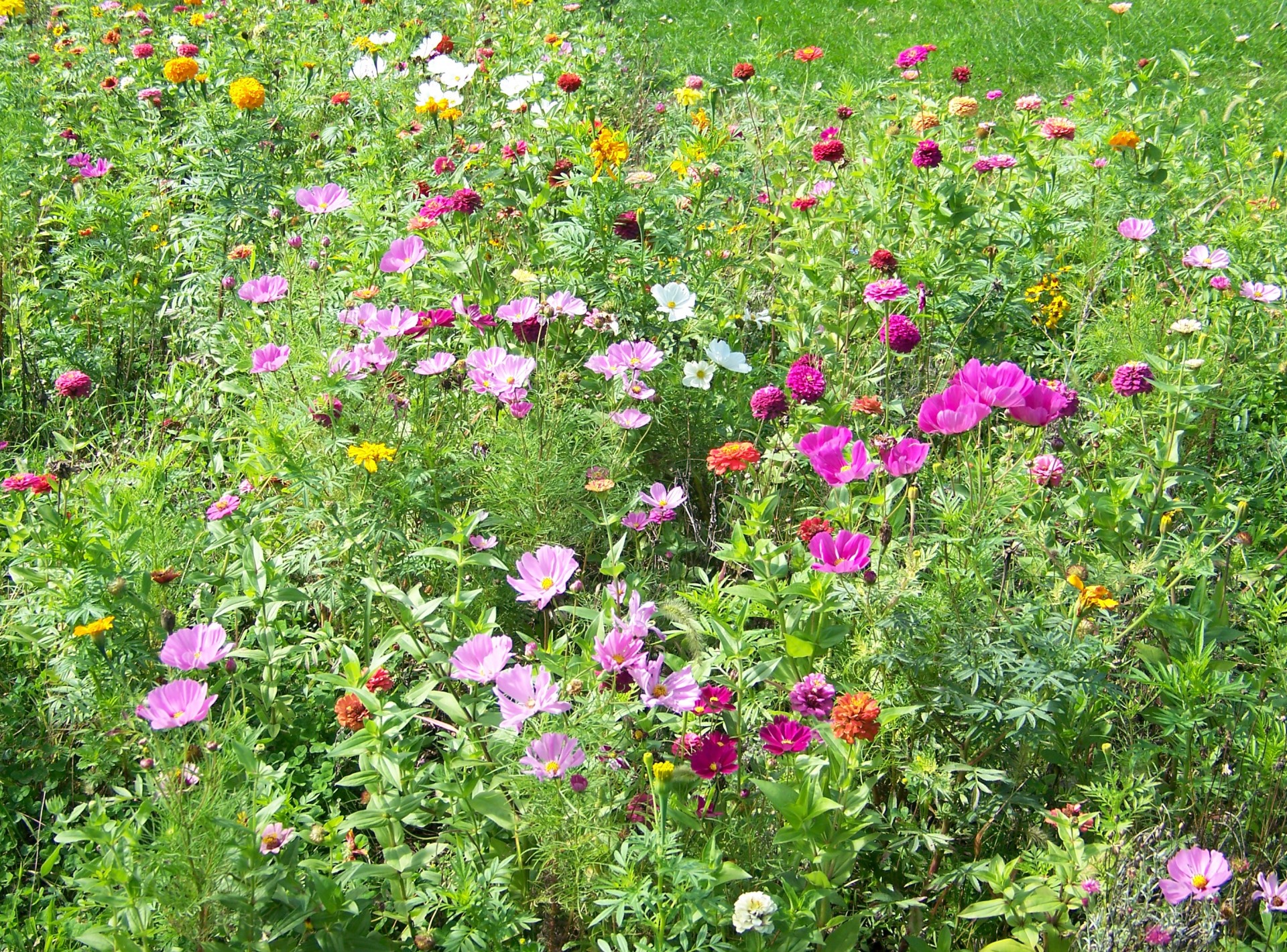 wildflowers flowers weeds free photo