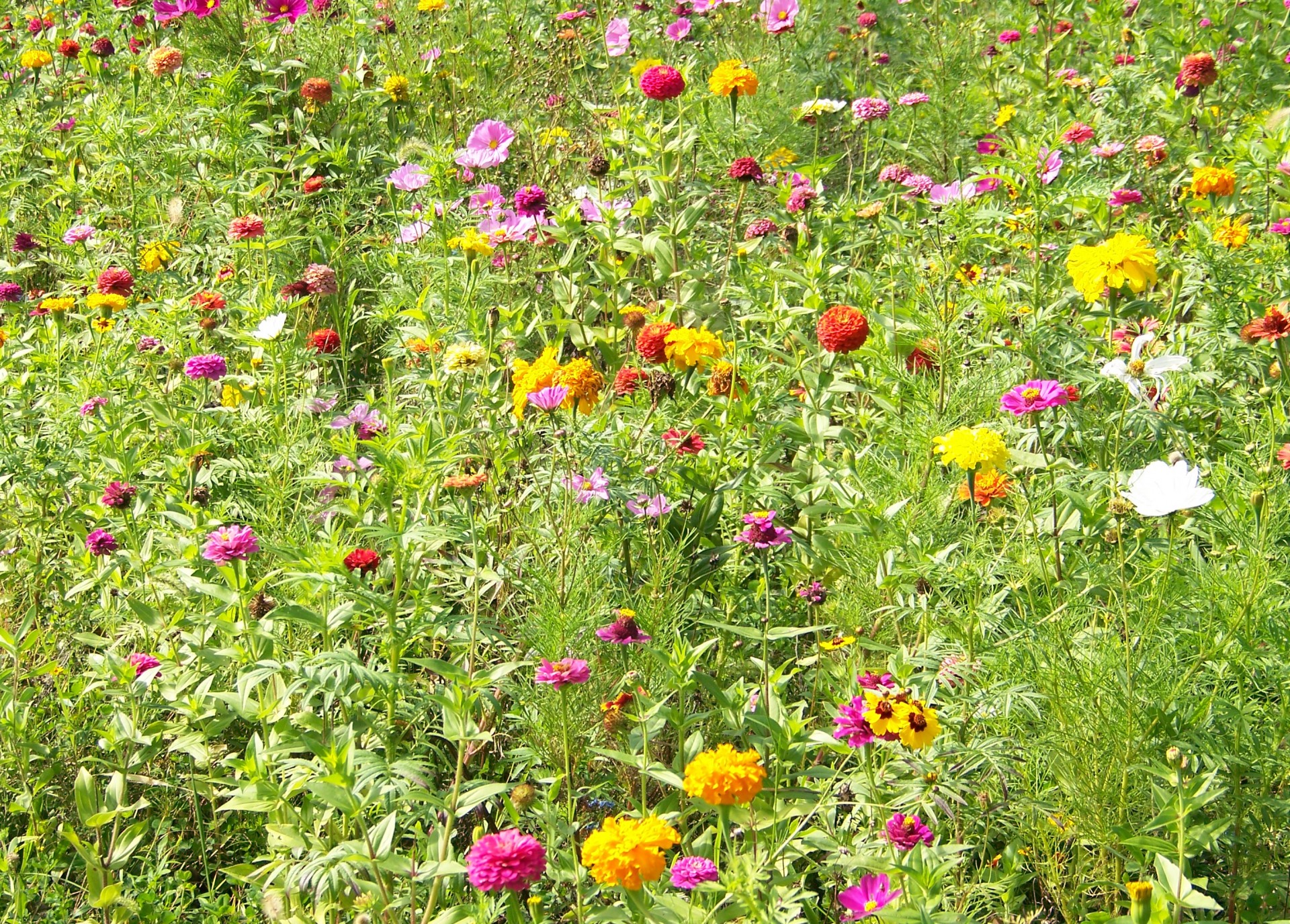 wildflowers flowers weeds free photo