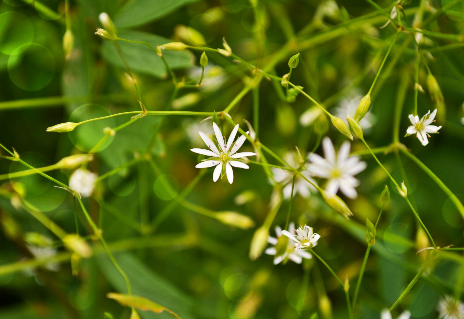 background flower green free photo