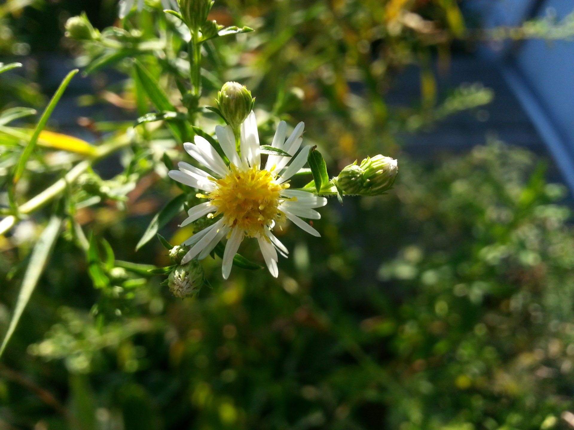 flower flowers white free photo