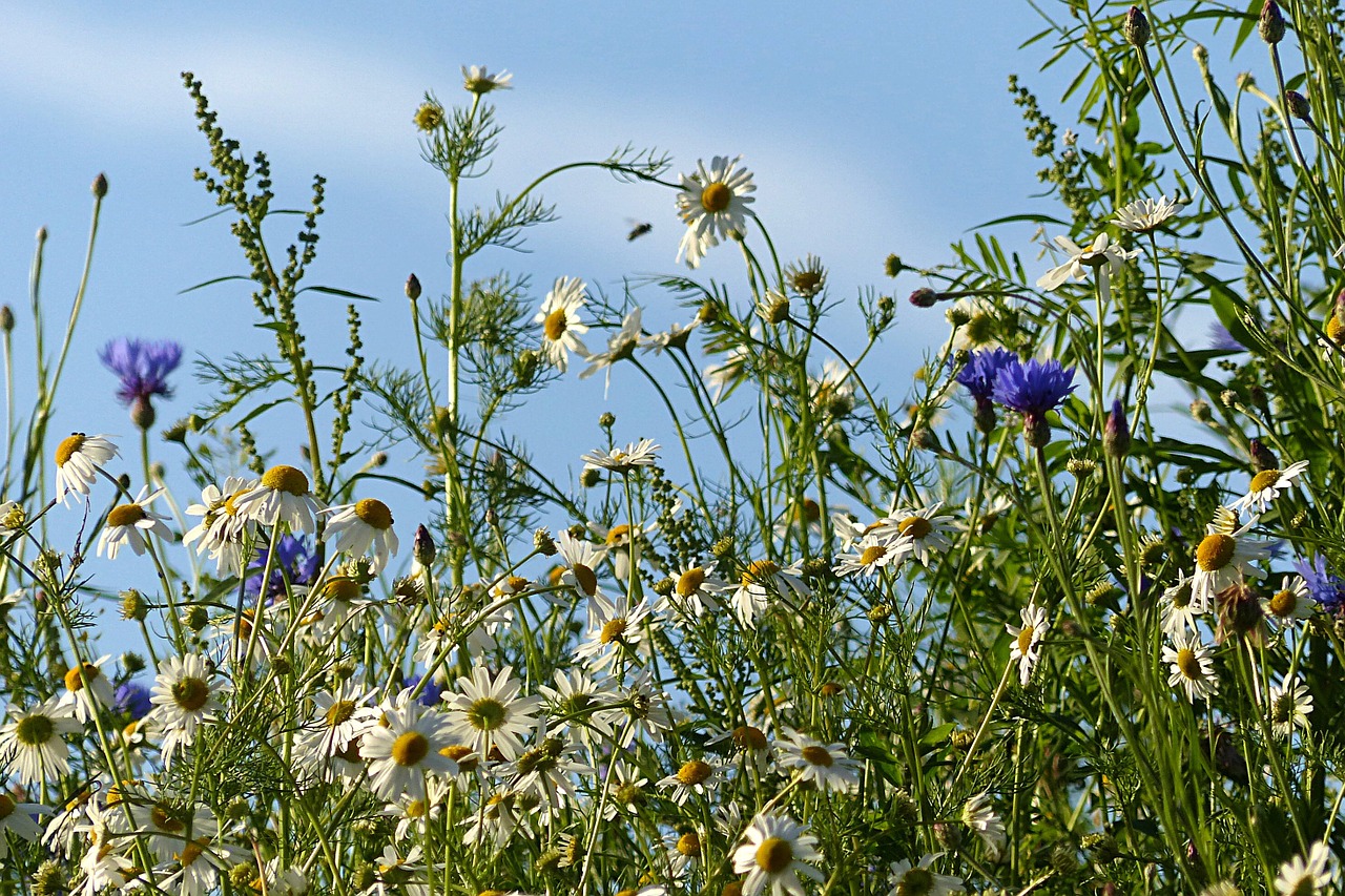 wildflowers wild flowers cornflowers free photo