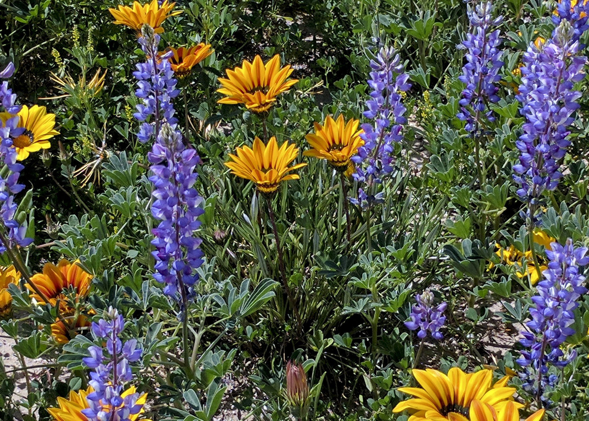 wildflowers wildflower purple free photo