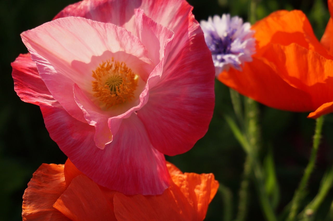 wildflowers poppies flowers free photo