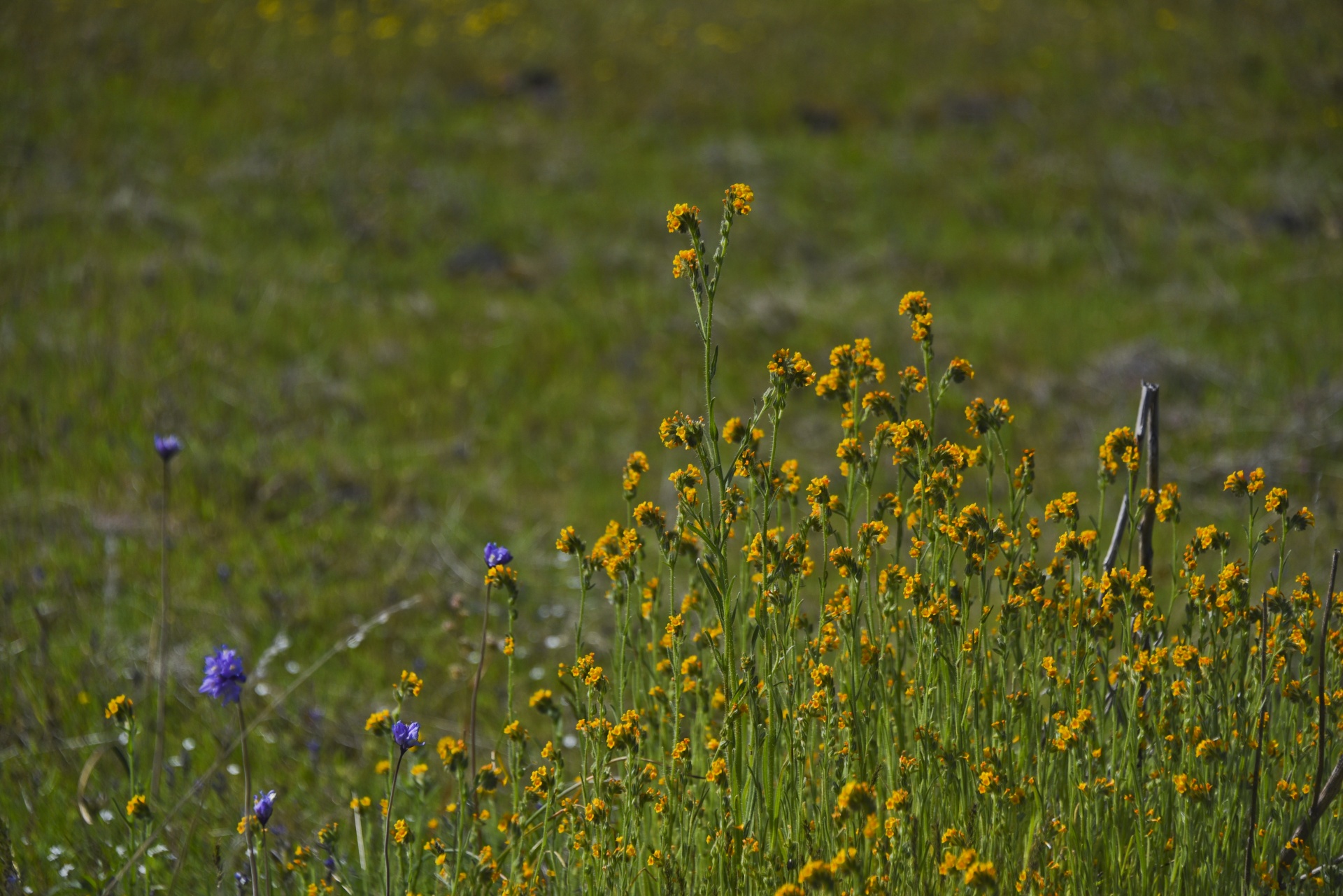 flower flowers floral free photo