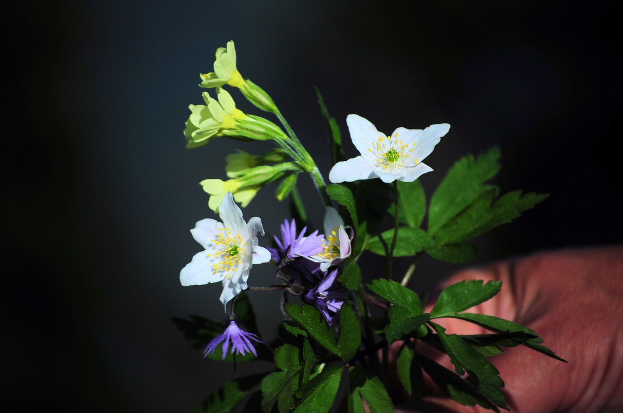 wildflowers flowers nature free photo