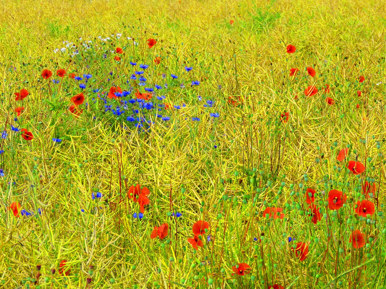 wildflowers flower meadow poppy free photo