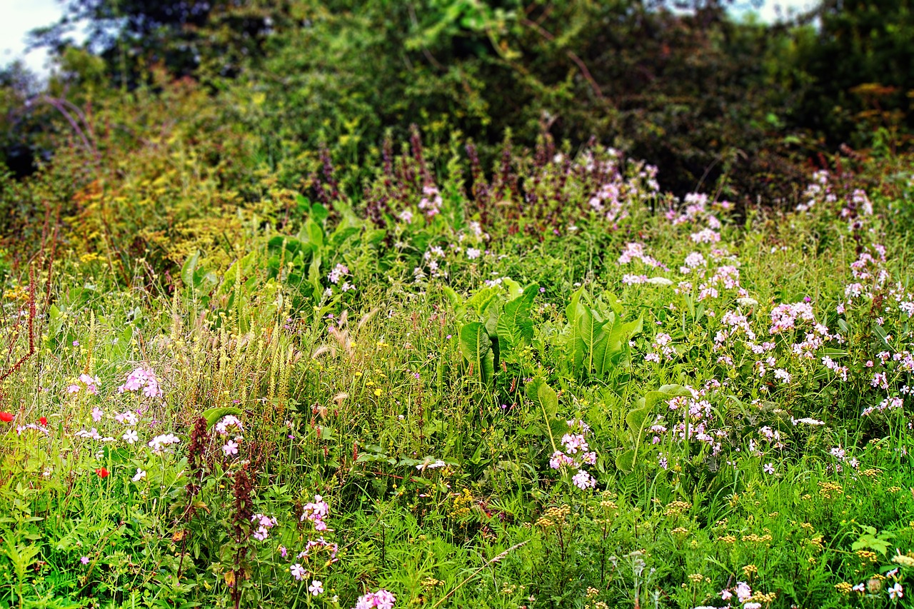 wildflowers nature natural free photo