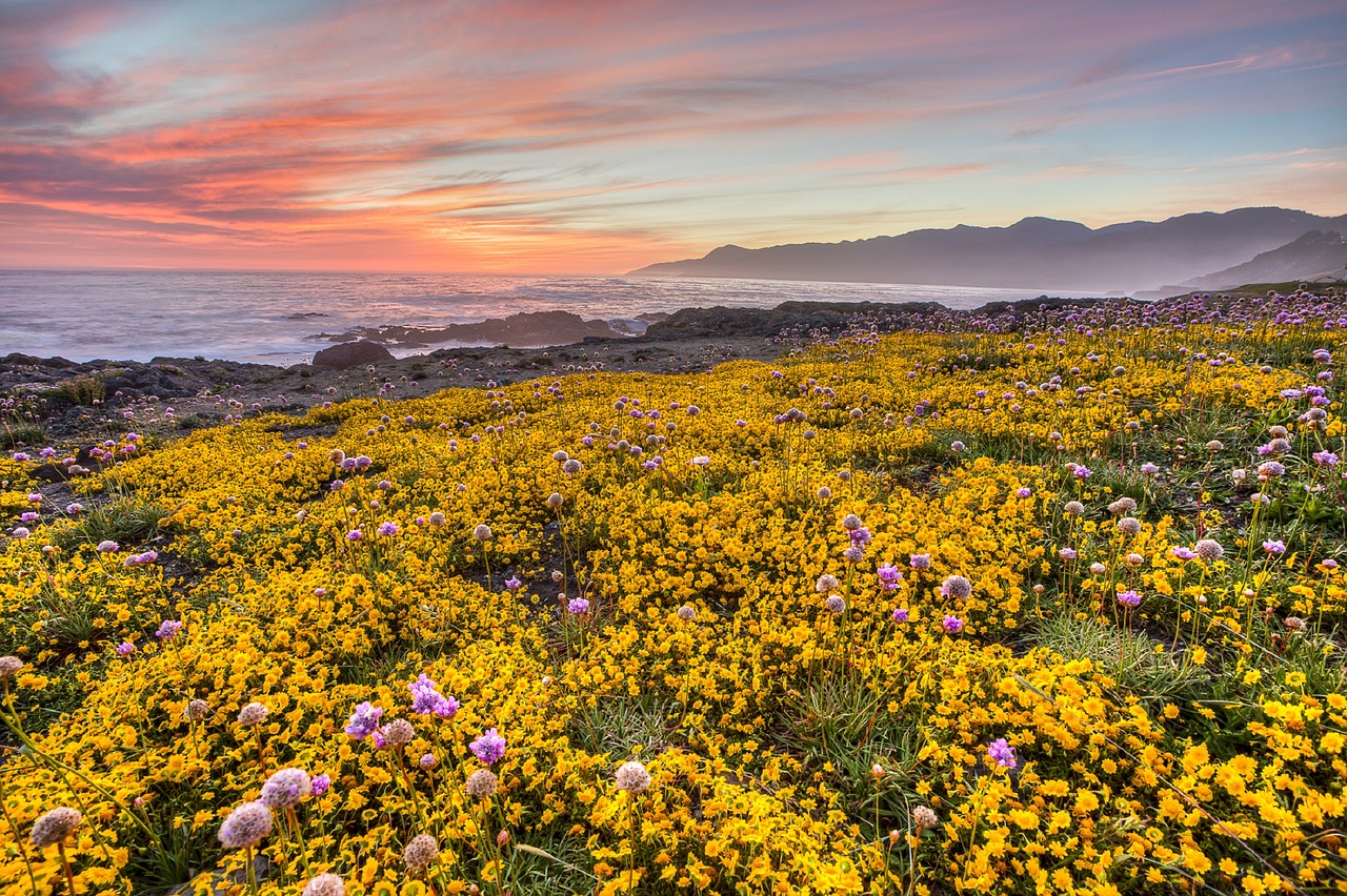 wildflowers nature ocean free photo