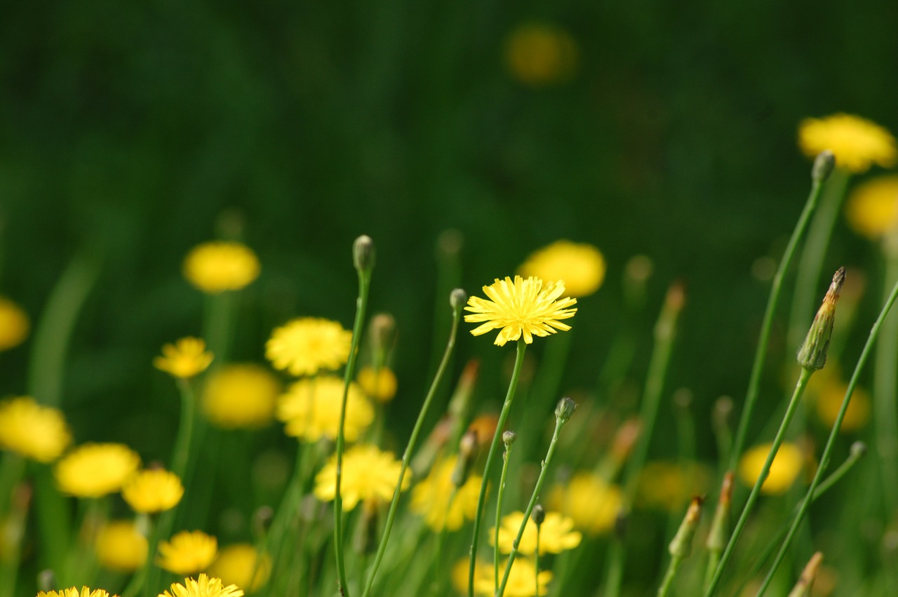 wildflowers yellow daisies flowers free photo