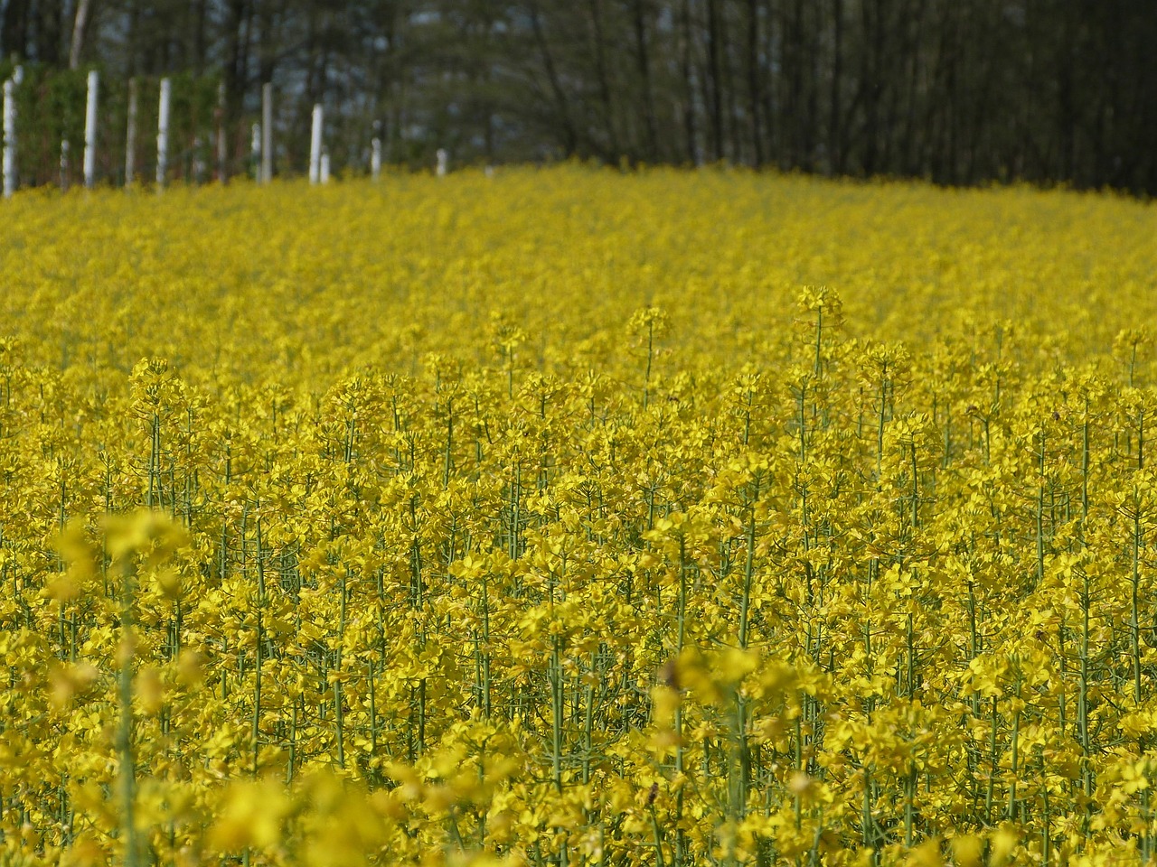 wildflowers field flowers free photo