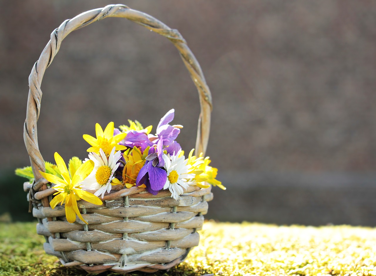 wildflowers wild flowers daisy free photo