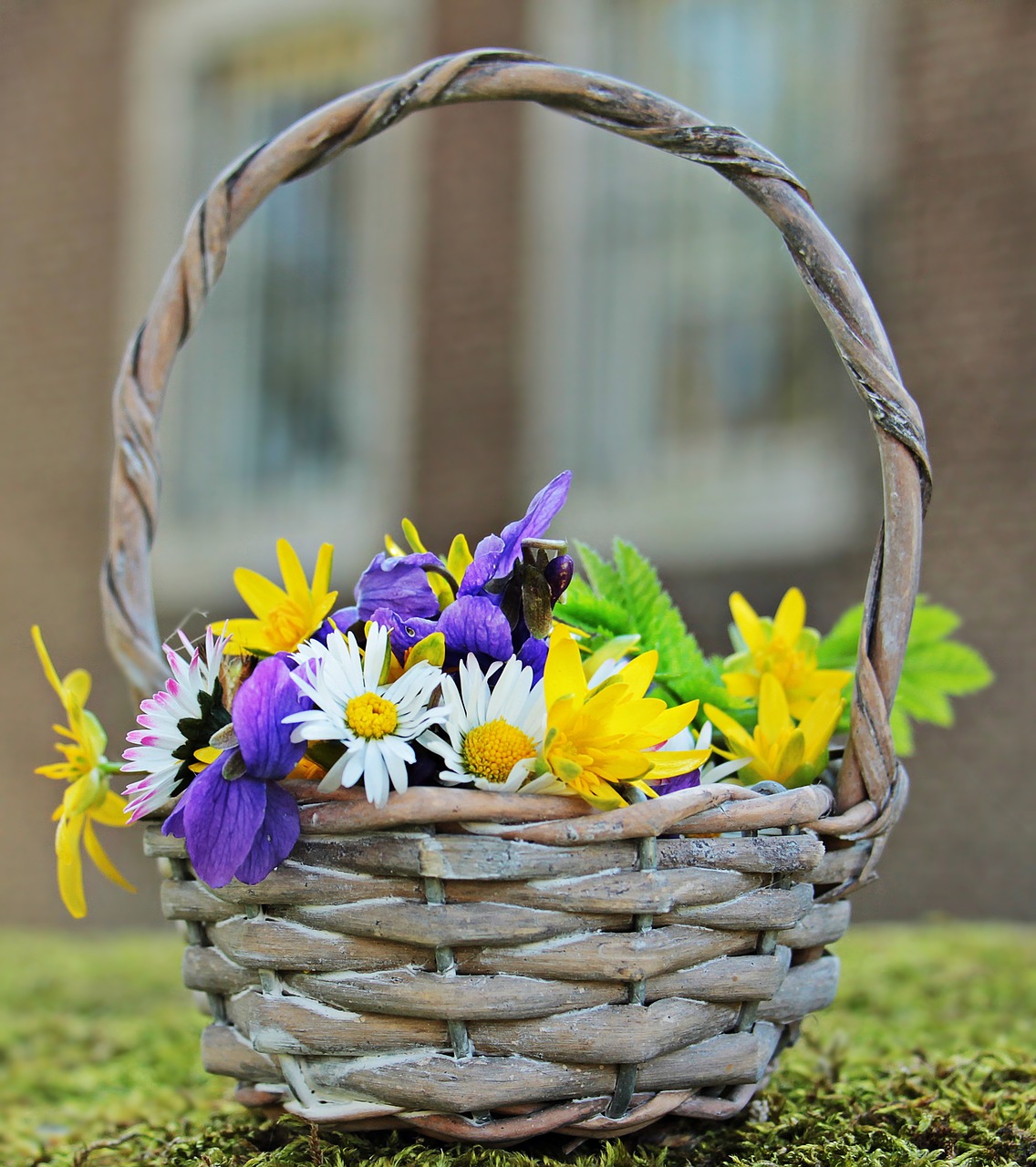 wildflowers wild flowers daisy free photo