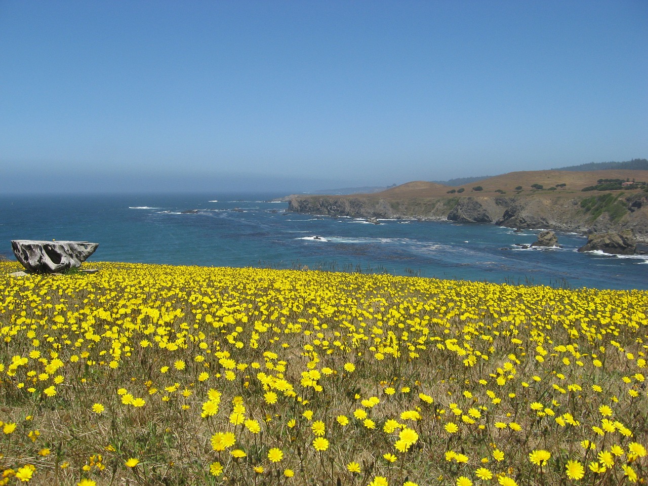 wildflowers pacific ocean coastline free photo