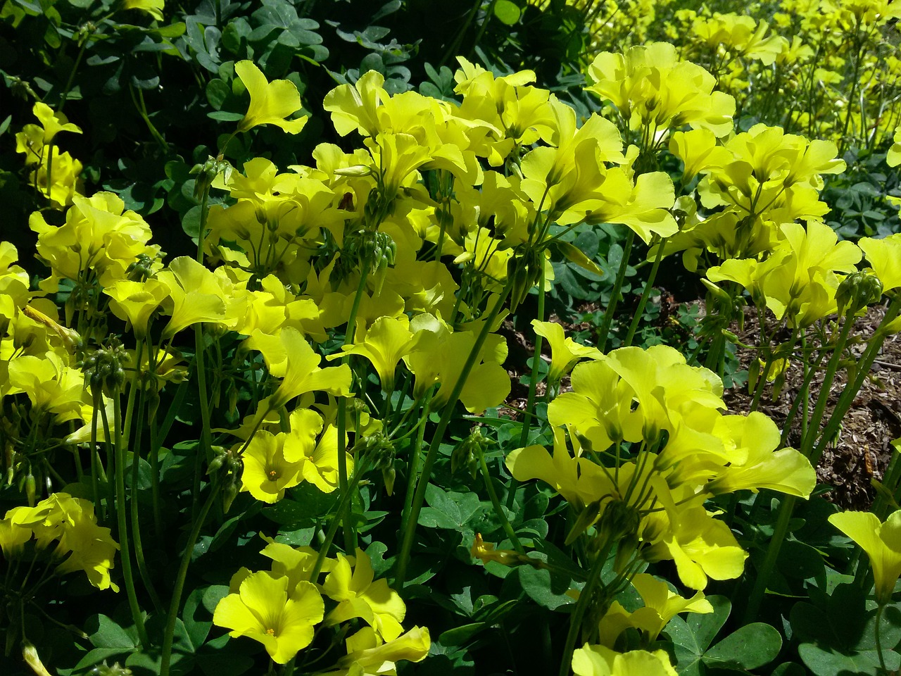 wildflowers yellow nature free photo