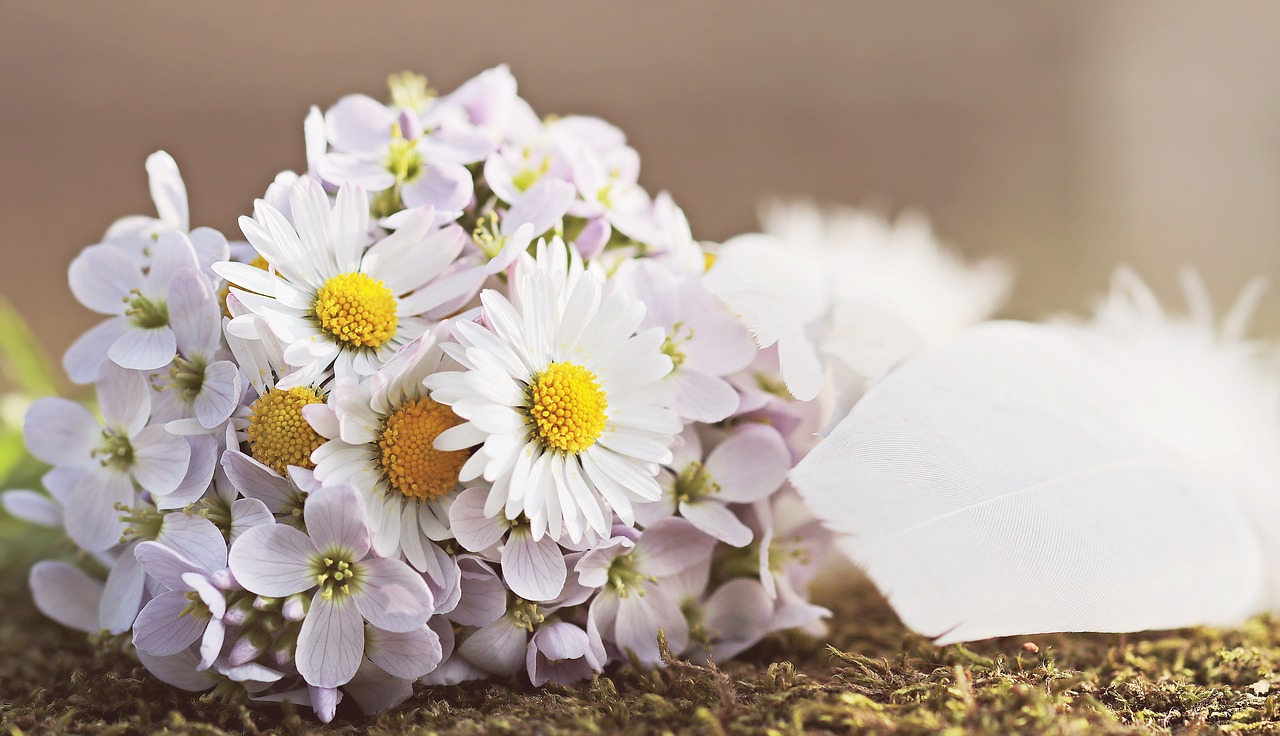 wildflowers daisy feather free photo