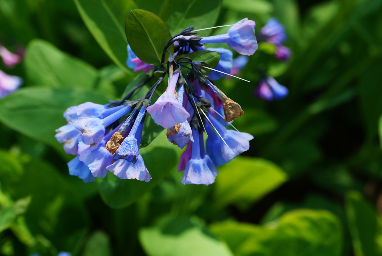 wildflowers flowers floral free photo