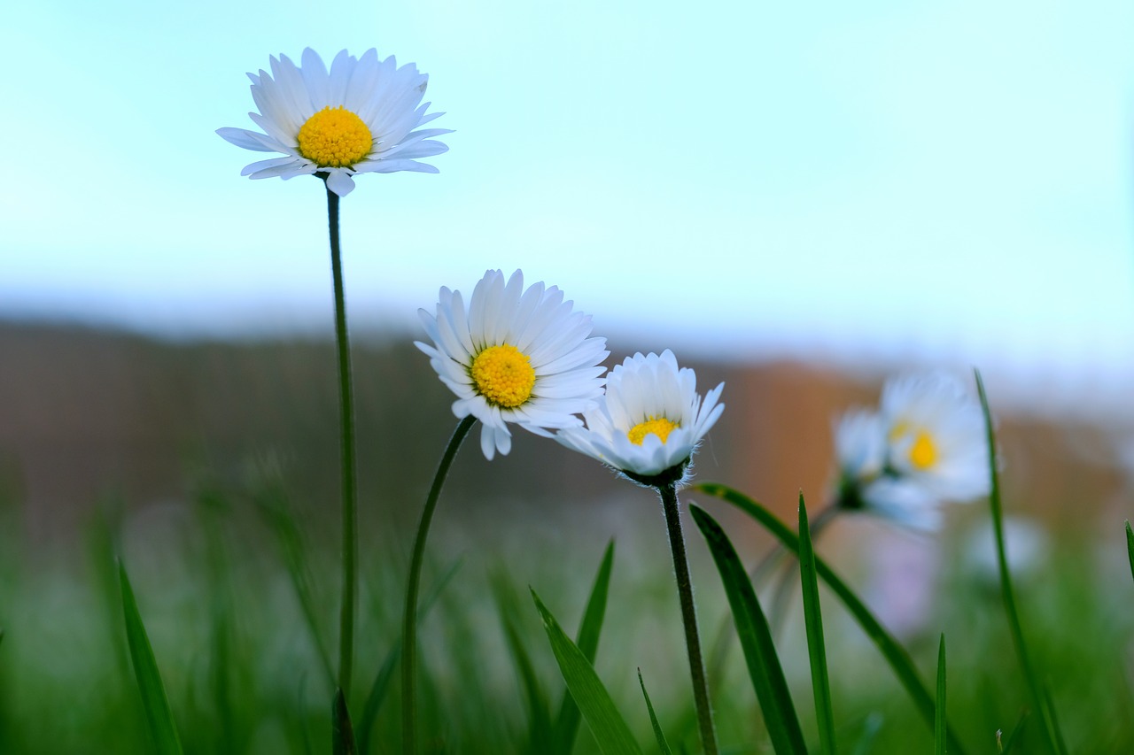 wildflowers meadow spring free photo