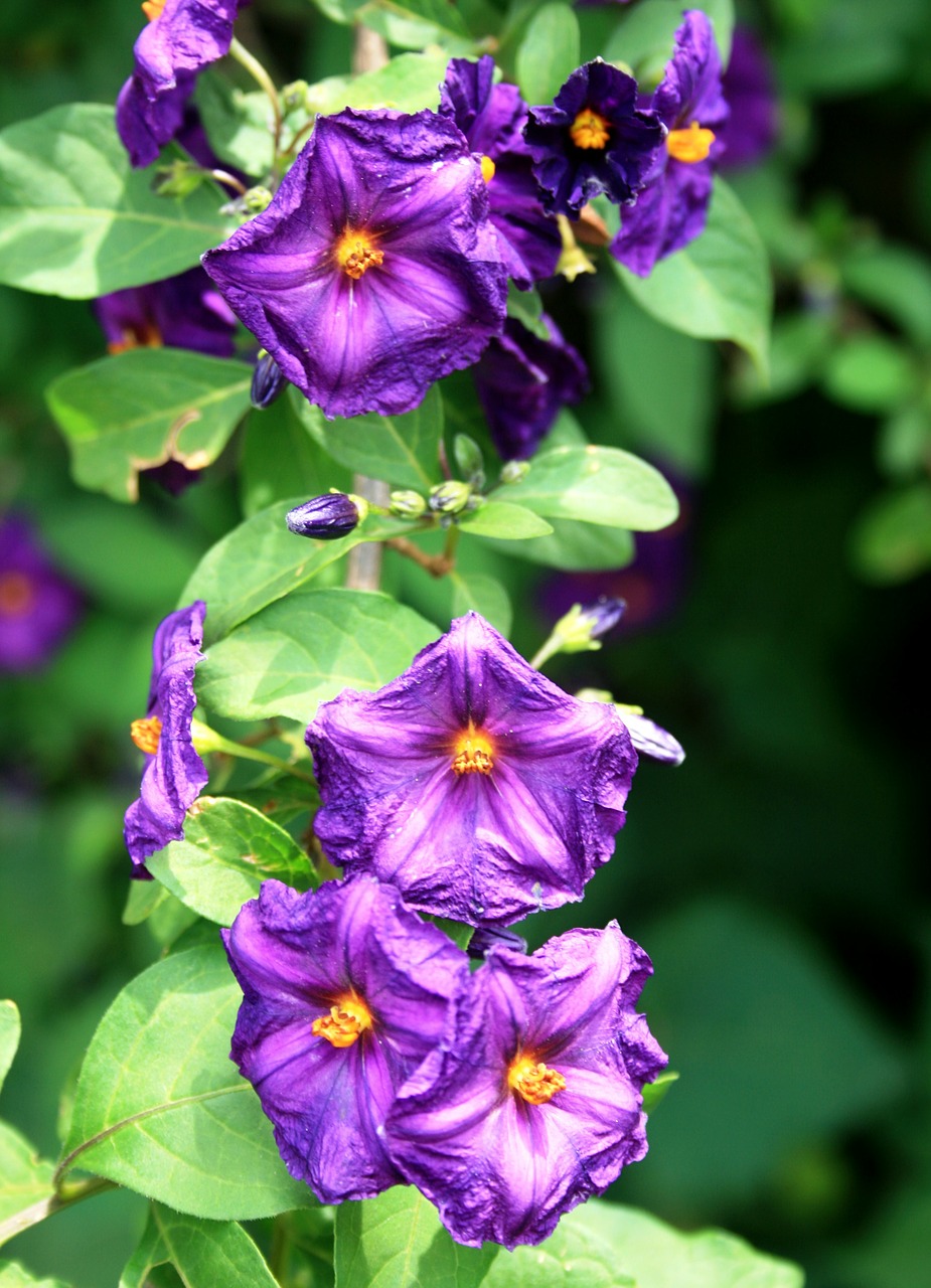 wildflowers flowers potato bush flowers free photo