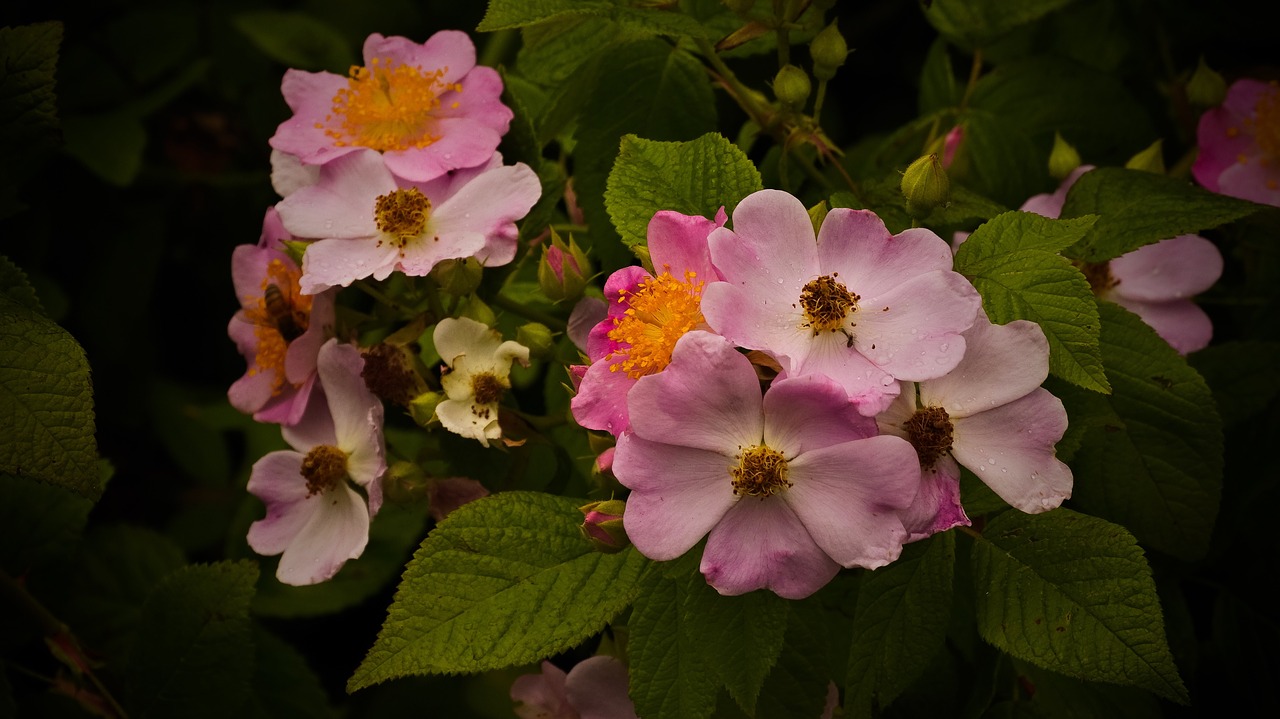 wildflowers raindrops bee free photo