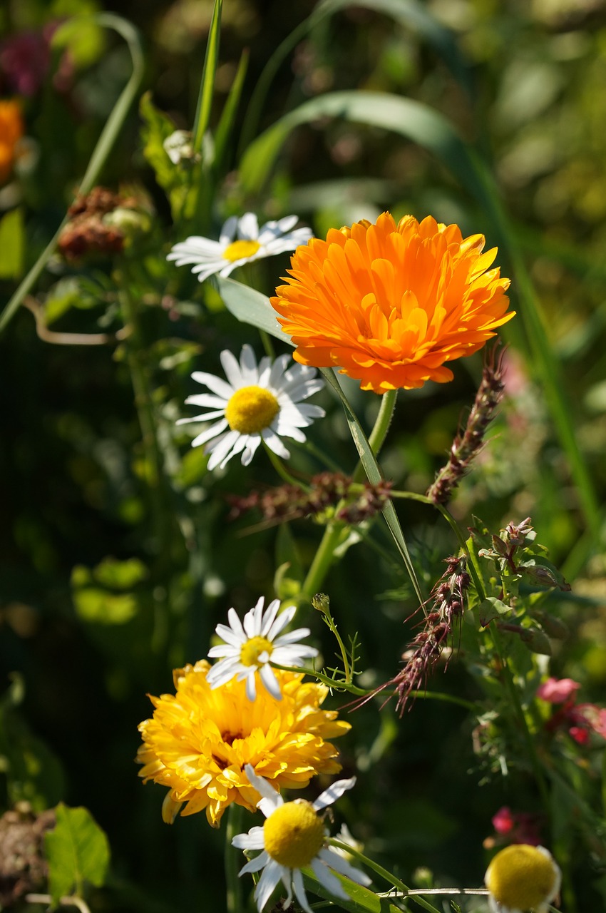 wildflowers yellow orange free photo