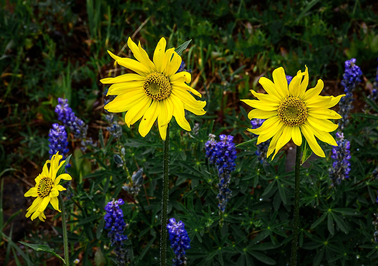 wildflowers colorado west free photo