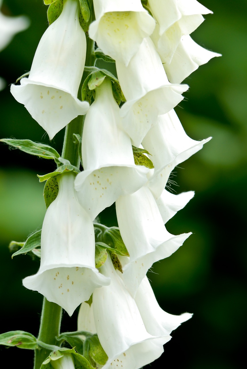 wildflowers forest nature free photo