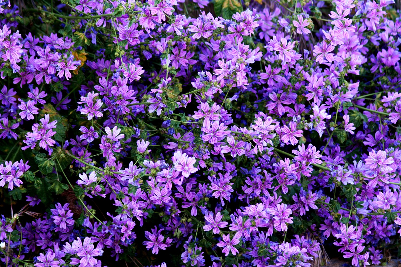 wildflowers purple violet free photo