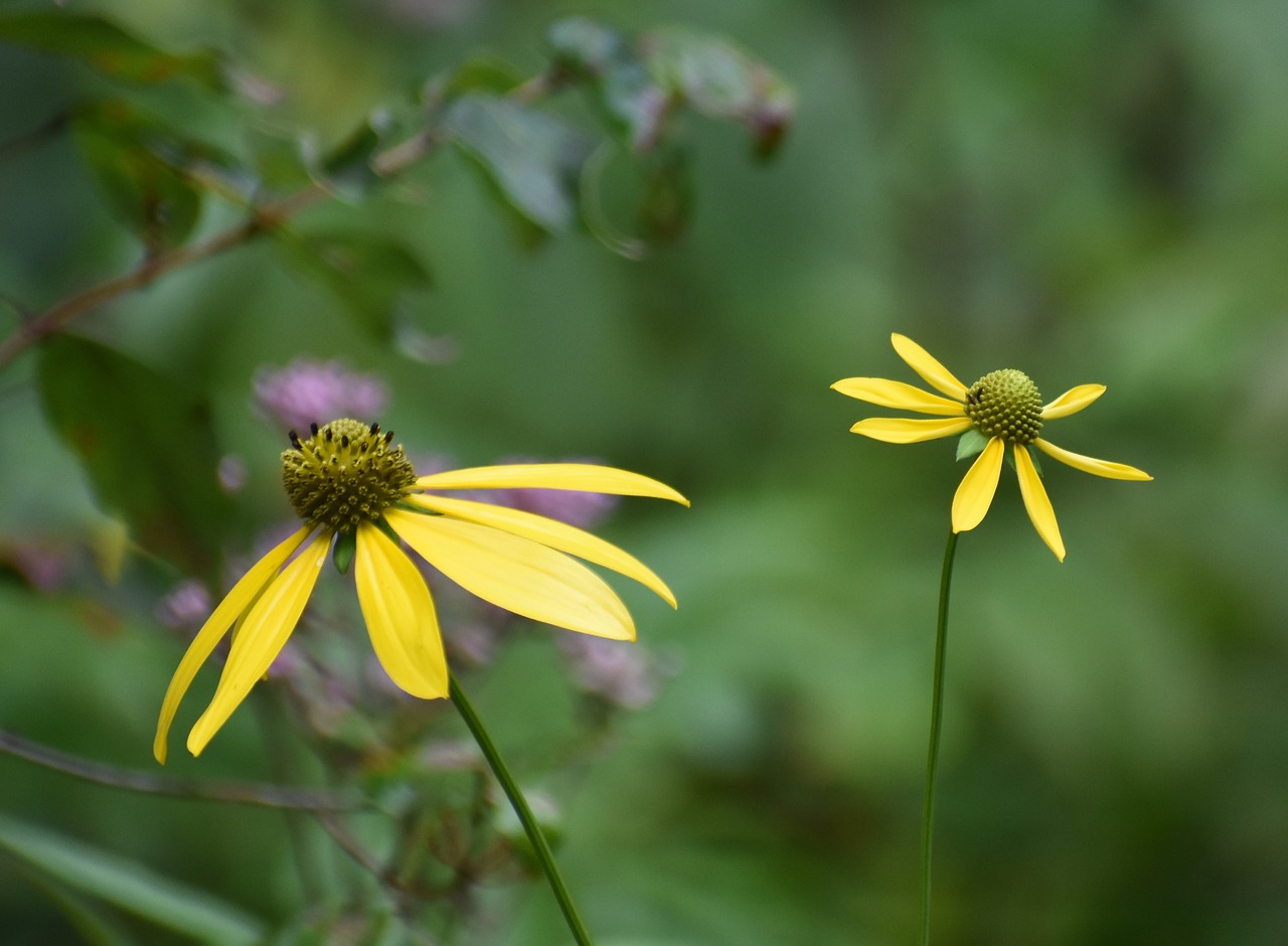 wildflowers flower nature free photo