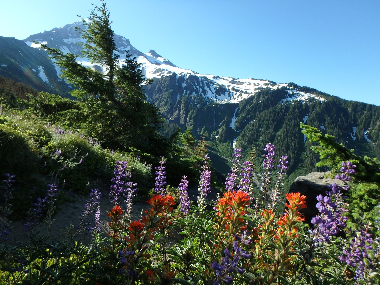 wildflowers alpine wilderness free photo