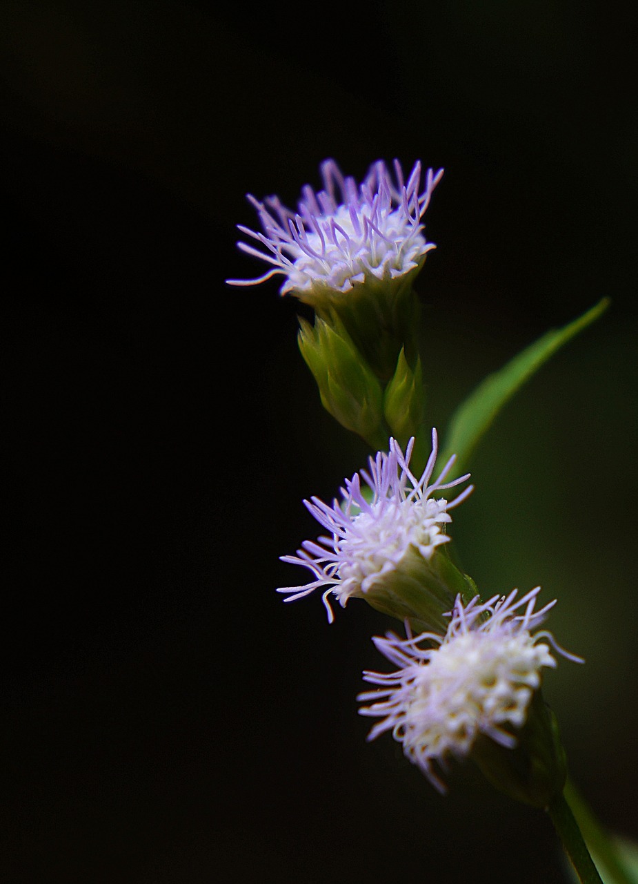 wildflowers purple flowers grass tree free photo