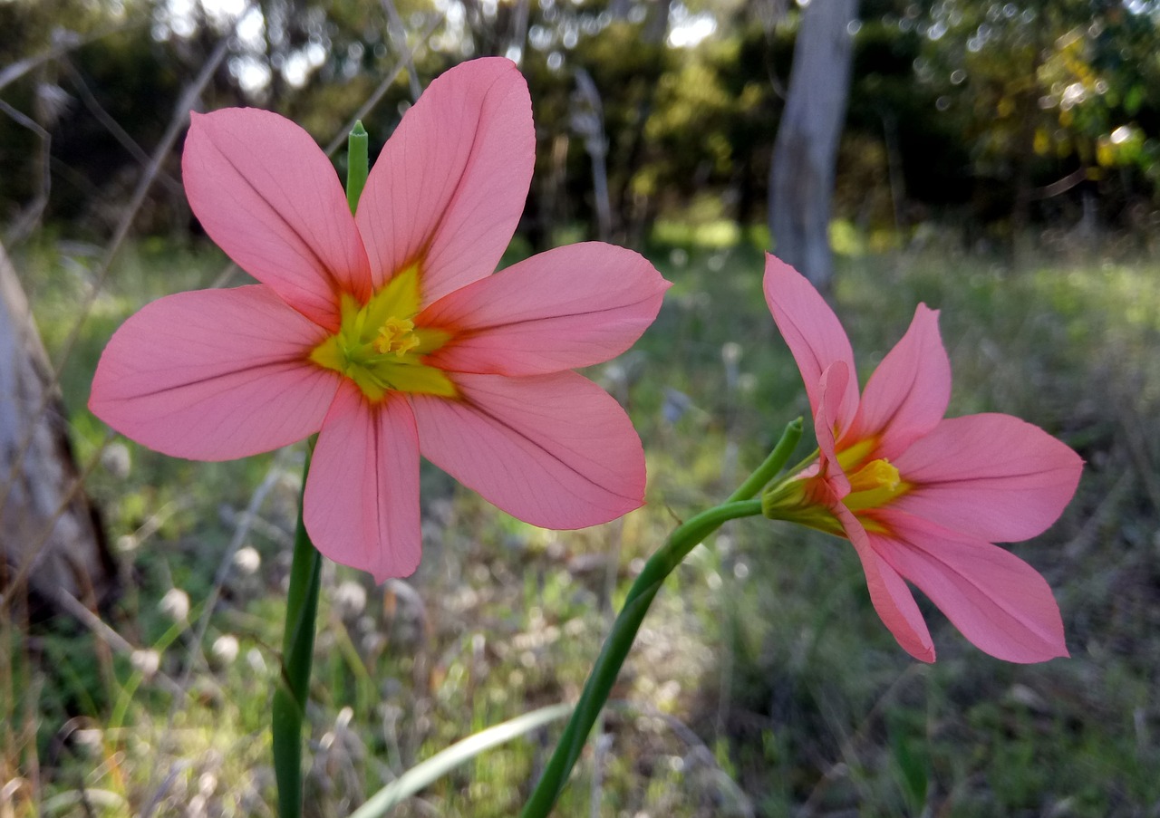 wildflowers delicate petals free photo