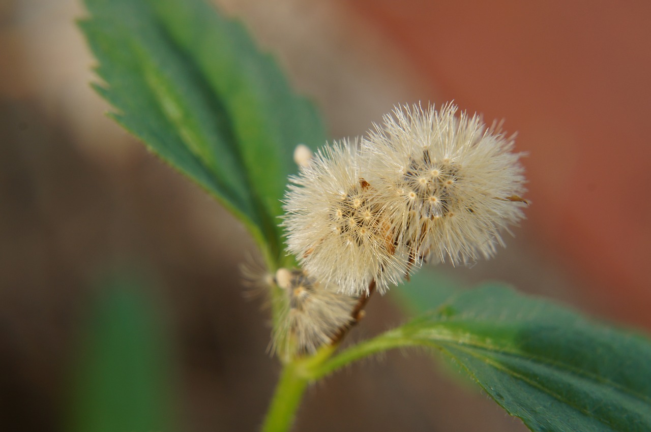 wildflowers natural weed free photo