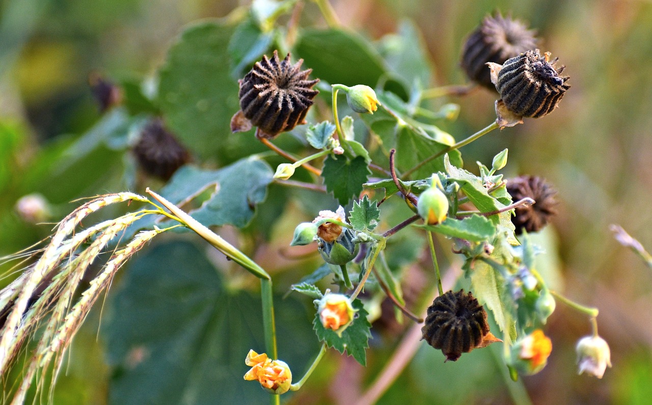 wildflowers ragworts weed free photo