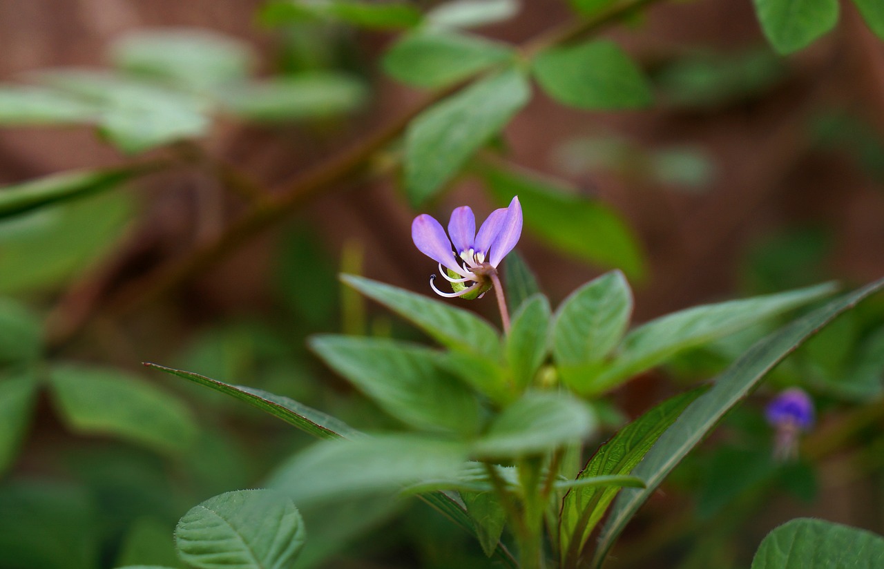 wildflowers purple natural free photo